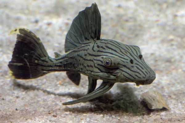 Black lined sucker mouth catfish — Stock Photo, Image