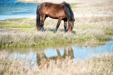 Assateague at bebek genç köpek yavrusu vahşi pony