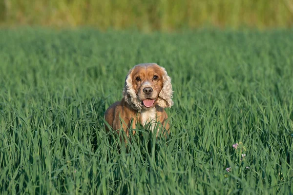 Young puppy dog English cocker spaniel while running on the grass