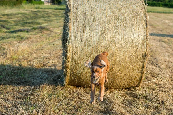 Chien chiot cocker spaniel saut de balle de blé — Photo