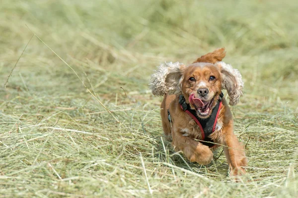 Young puppy dog Russian cocker spaniel while running on the grass — стоковое фото