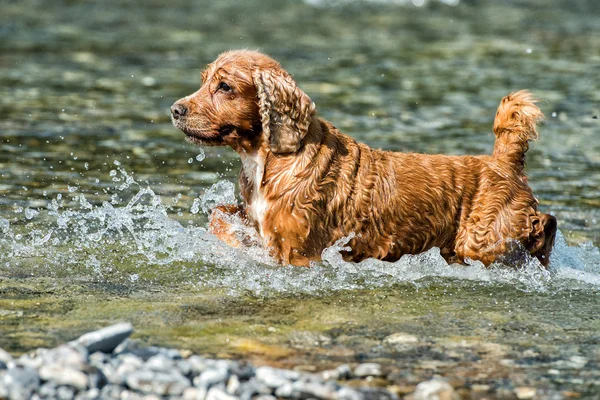 Štěně mladý pes kokršpaněl anglický při běhu ve vodě — Stock fotografie