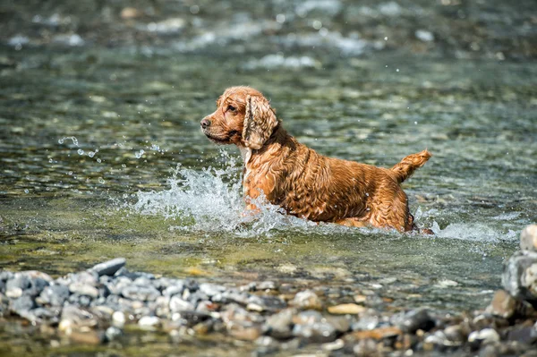 Filhote de cachorro jovem cão Inglês cocker spaniel enquanto corre na água — Fotografia de Stock