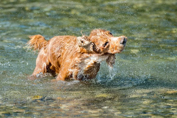 狗小狗可卡犬在水里玩 — Stockfoto