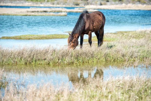 Assateague caballo bebé joven cachorro salvaje pony — Foto de Stock