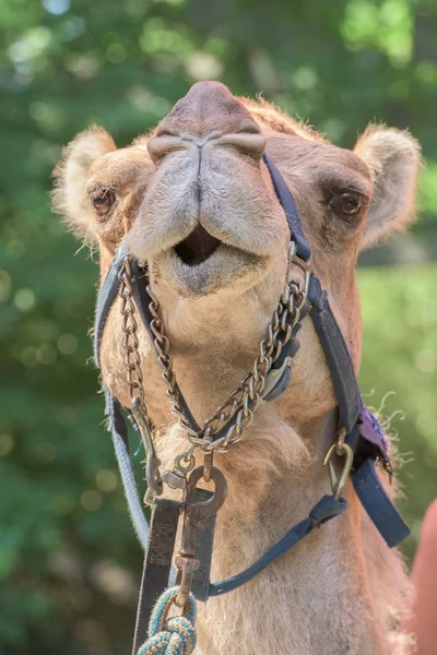 Portret dromedar Camel w pobliżu zapragną — Zdjęcie stockowe