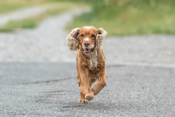 Jonge pup hond Engels cocker spaniel tijdens het uitvoeren van op het gras — Stockfoto