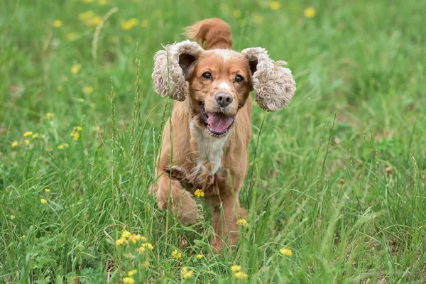 若い子犬犬イングリッシュコッカースパニエル芝生の上を実行中 — ストック写真