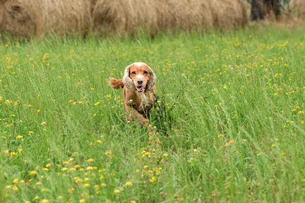 Młody szczeniak psa cocker spaniel angielski podczas jazdy na trawie — Zdjęcie stockowe