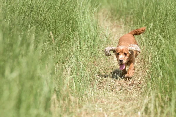 Giovane cane cucciolo inglese cocker spaniel mentre corre sull'erba — Foto Stock