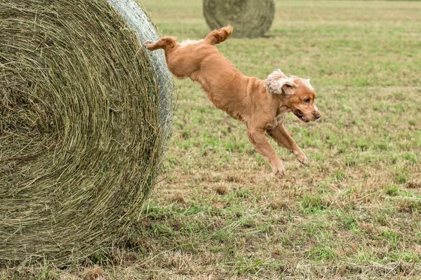 Dog puppy cocker spaniel springen van tarwe bal — Stockfoto
