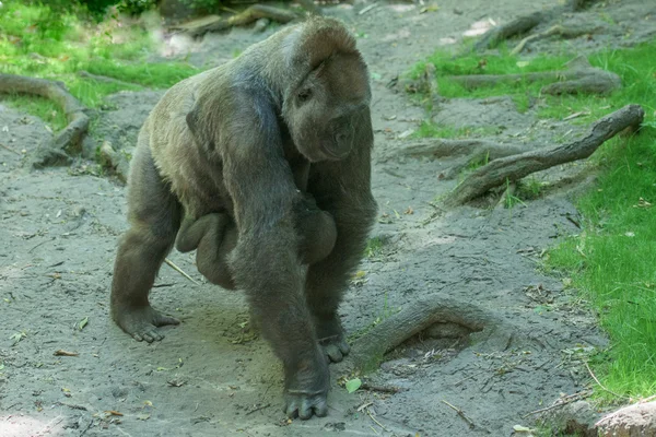 Gorillababy schläft auf Mutter — Stockfoto