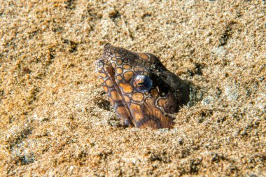 Kurt balık deniz yılanı gece saldırmaya hazır 