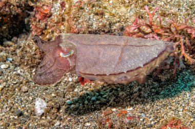 fazla dalış sualtı siyah lav üzerinde Squid mürekkepbalığı kum