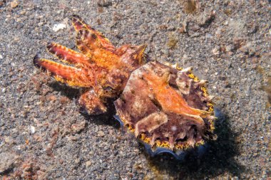 renkli mürekkep balığı mürekkep balığı flamboyant sualtı