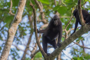 ormanda sana bakarken siyah makak maymunu tepeli