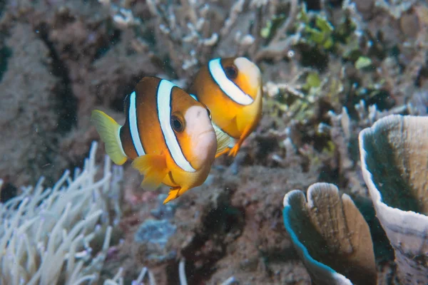 Clown fish inside green anemone — Stock Photo, Image