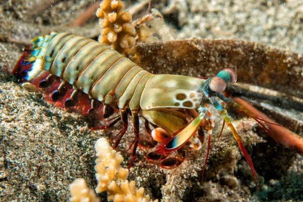螳螂龙虾捍卫鸡蛋 — 图库照片