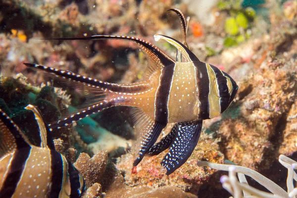 Dettaglio pesce cardinale da vicino durante le immersioni — Foto Stock