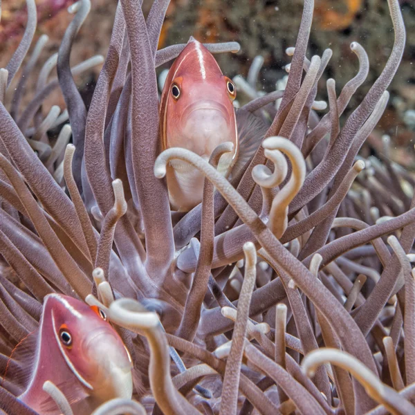 Clown fish inside green anemone — Stock Photo, Image