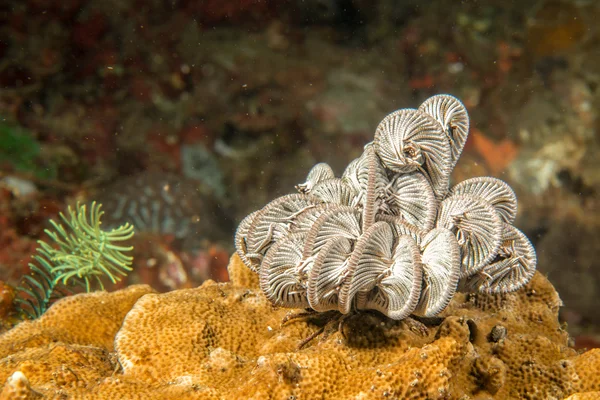 Crinoid subaquático enquanto mergulho — Fotografia de Stock