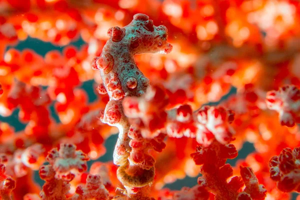 Bargibanti Pigmy Sea Horse the smallest in the world — Stock Photo, Image