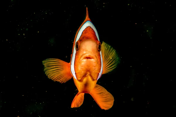Bohóc hal, miközben nézte a fekete háttér — Stock Fotó
