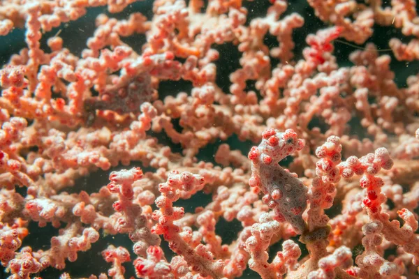 Bargibanti Pigmy Sea Horse den mindste i verden - Stock-foto