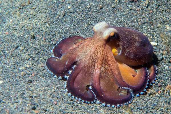 Kokosnoot octopus onderwater macro portret op zand — Stockfoto