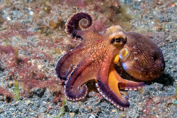 Pulpo de coco macroretrato submarino sobre arena —  Fotos de Stock