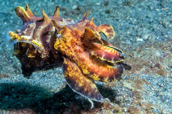 Színes squid tintahal flamboyant víz alatti — Stock Fotó