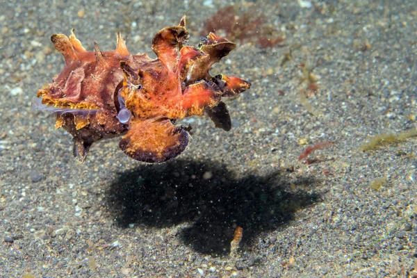 Kleurrijke squid inktvis flamboyant onderwater — Stockfoto