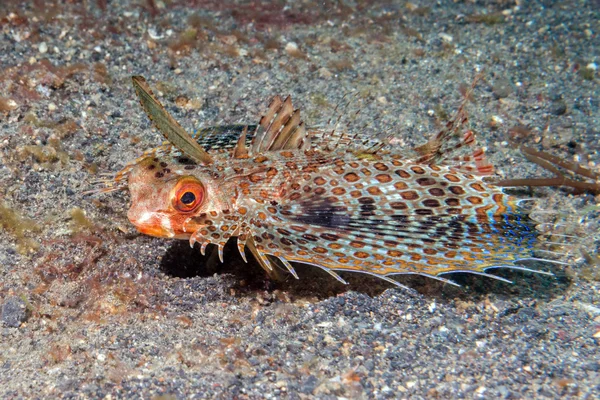 Flying gurnard Dactylopterus volitans fish underwater — Stock Photo, Image