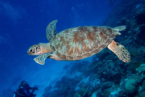 Schildpad komt naar u onderwater — Stockfoto