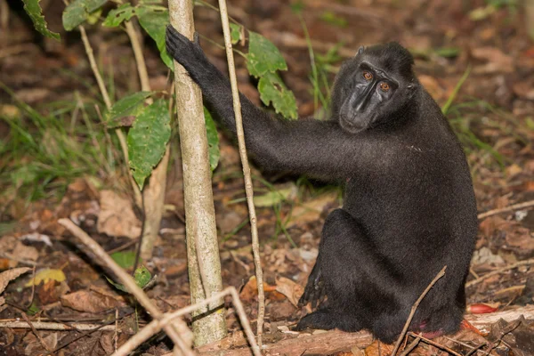 Mono macaco negro crestado mientras te mira en el bosque — Foto de Stock