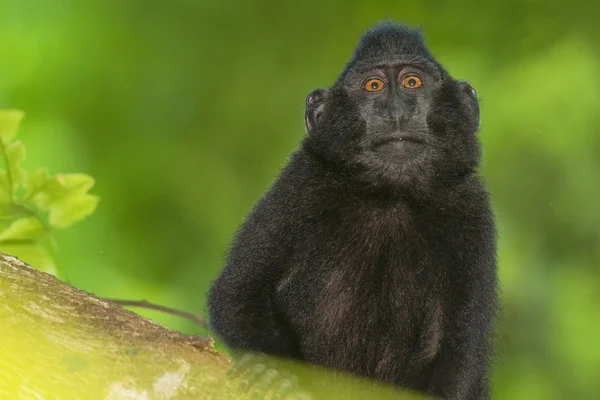 Crested svart makak apa medan du tittar på dig i skogen — Stockfoto