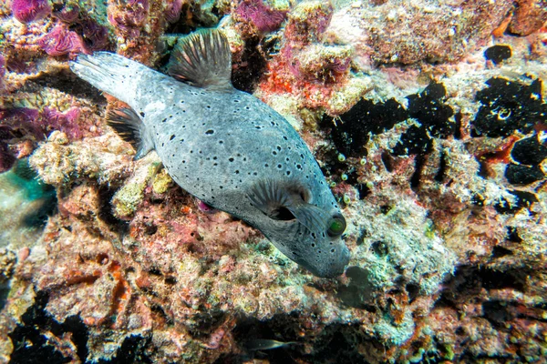 Colorful ball puffer fish on the reef background — Stock Photo, Image