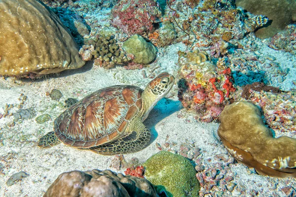 Turtle kommer till dig under vattnet — Stockfoto
