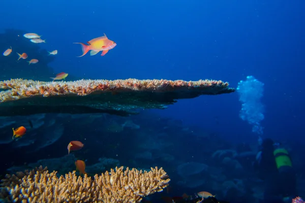 Maldives corals house for Fishes — Stock Photo, Image