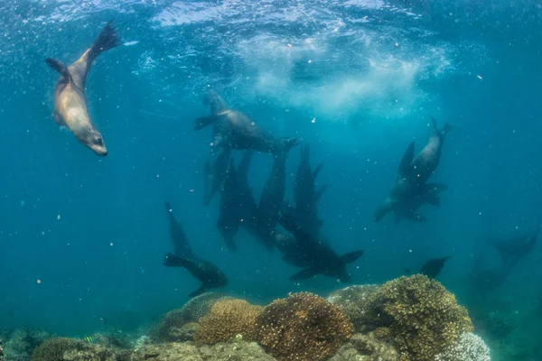 Fotograf Taucher nähert sich Seelöwenfamilie unter Wasser — Stockfoto