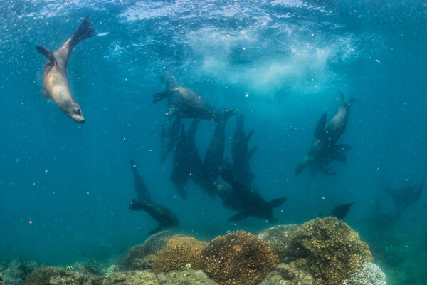 Фотограф Дайвер приближается к семейству морских львов под водой
 