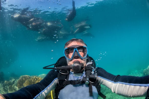 Fotógrafo Diver acercándose a la familia de lobos marinos bajo el agua —  Fotos de Stock