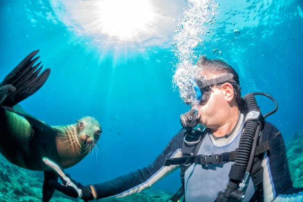 Fotograf Taucher nähert sich Seelöwenfamilie unter Wasser — Stockfoto