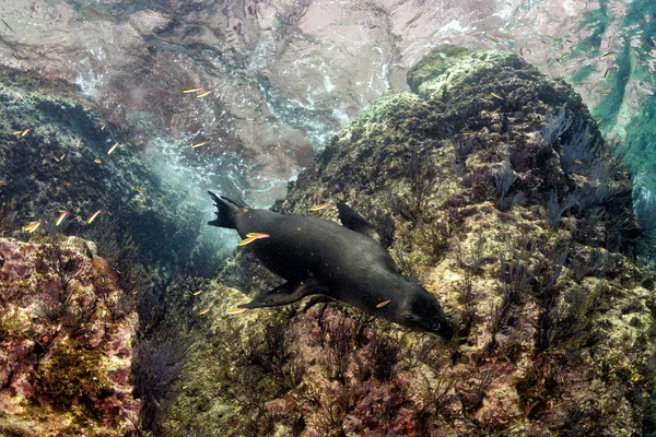 Giovane cucciolo californiano leone marino — Foto Stock