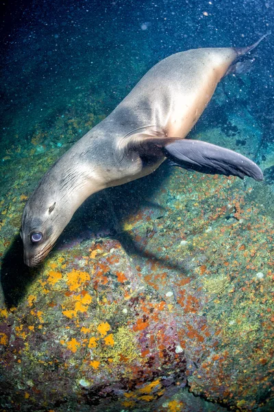 Giovane cucciolo californiano leone marino — Foto Stock