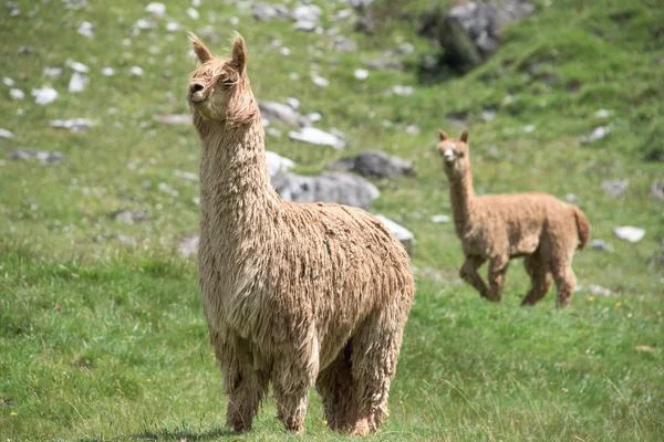 Retrato de alpaca mientras te mira — Foto de Stock