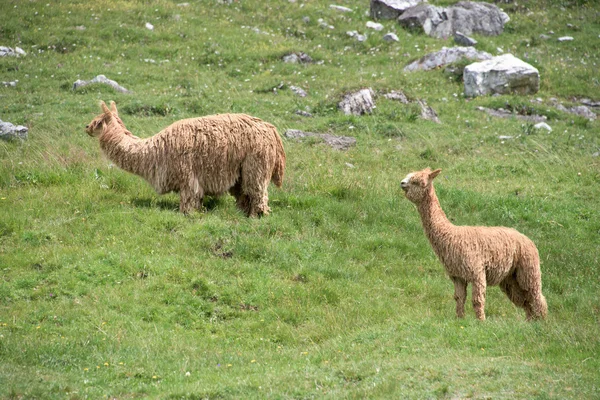 Retrato de alpaca enquanto olha para você — Fotografia de Stock