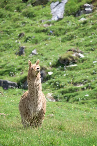 Alpaca portret terwijl op zoek naar jou — Stockfoto