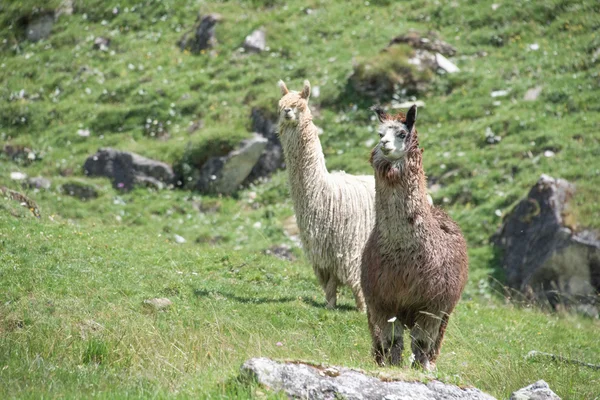 Retrato de alpaca mientras te mira — Foto de Stock