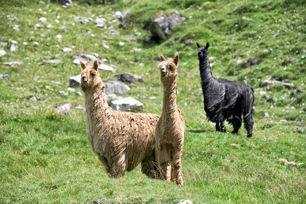 Retrato de alpaca mientras te mira — Foto de Stock